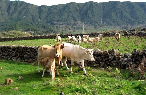 Abonan 21 Millones De Euros De Ayudas Del POSEI Al Sector Ganadero