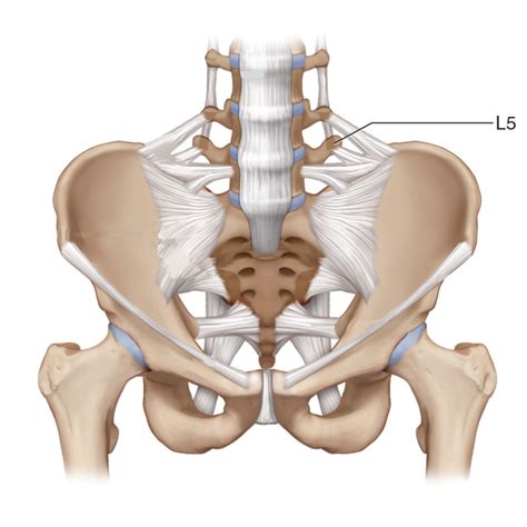 Lig Pelvis Anterior Diagram Quizlet