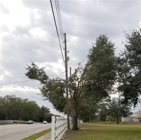 Reducing Conflicts Between Trees And Power Lines Uf Ifas Extension