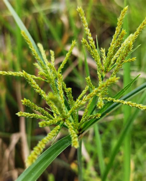 Cyperus Imbricatus Cyperaceae