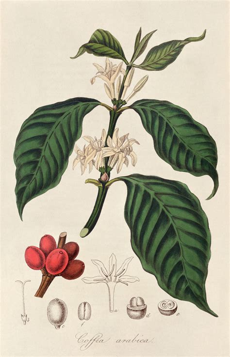 Coffee Bean Plant Illustration Idalias Salon