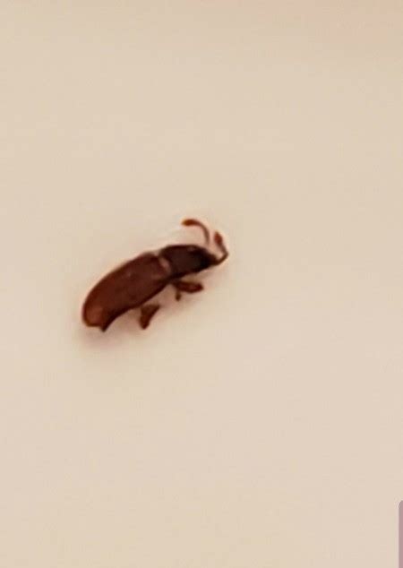 Identifying Small Brown Bugs Thriftyfun