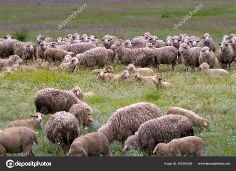 Sheep Grazing On Grass Land Stock Photo Fogen 182893906