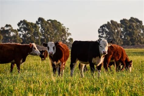 Vacas Pastando En El Campo De Hierba Foto Premium