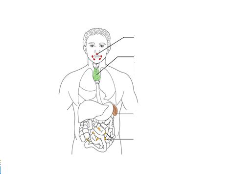 Chapter Twelve- Lymphoid Organs Diagram Diagram | Quizlet