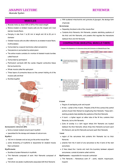 Anaphy Lec Muscular System Muscles Contraction Skeletal Muscle