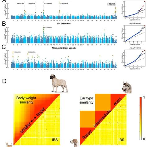 Genome Wide Association Scans Across The Breeds Using Allele Download Scientific Diagram