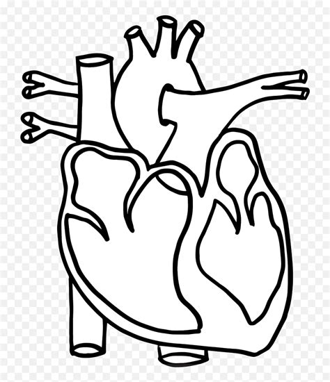 Real Heart Human Clipart Clipartbarn Wikiclipart Circulatory System