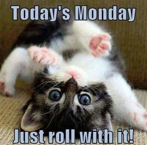 Monday Cat Memes For Work | Monday cat, Monday humor, Good morning funny