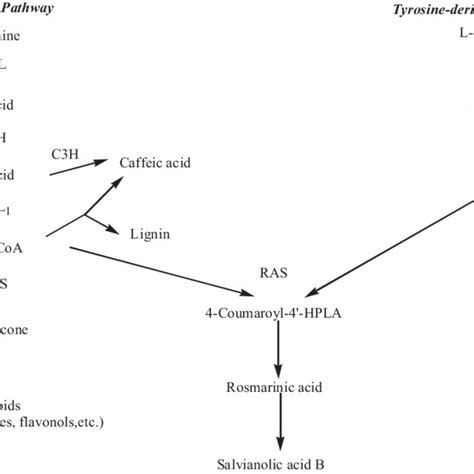 Phenolic Acids Biosynthetic Pathway In S Miltiorrhiza