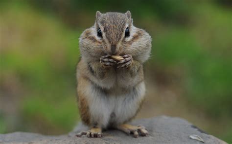 Eating Chipmunk Pictures, Photos, and Images for Facebook, Tumblr ...