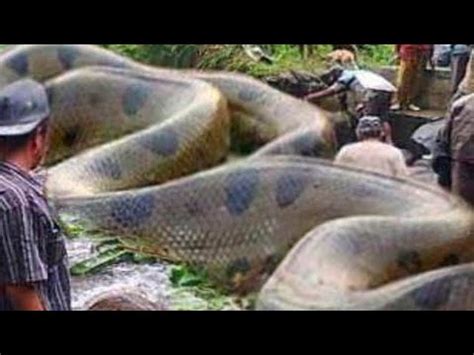 COBRA GIGANTE DESCOBERTA NA ÍNDIA noticias curiosidades serpentes