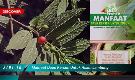 Temukan Manfaat Daun Kersen Untuk Asam Lambung Yang Bikin Kamu Penasaran