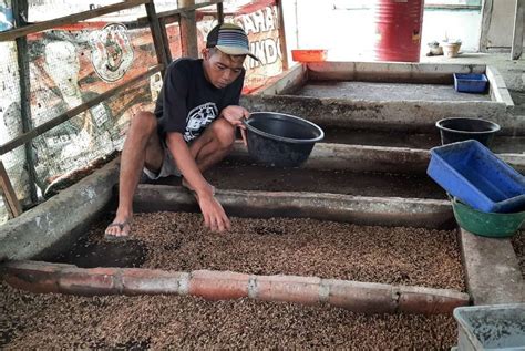 Cara Budidaya Maggot Bsf Dari Awal Hingga Panen