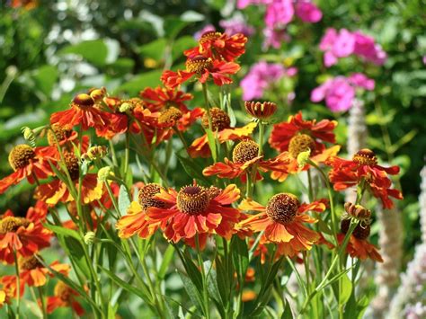 Гелениум ред Джевел (67 фото) - фото - картинки и рисунки: скачать ...