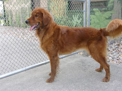 Real red golden retriever | Canis lupus hominis