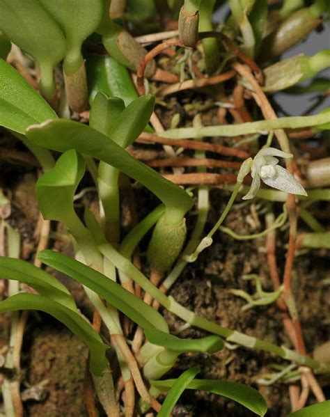 Bulbophyllum Laxum Hortus Botanicus Leiden Netherlands