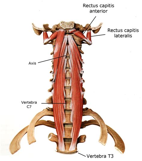 Rectuscapitis Zone44