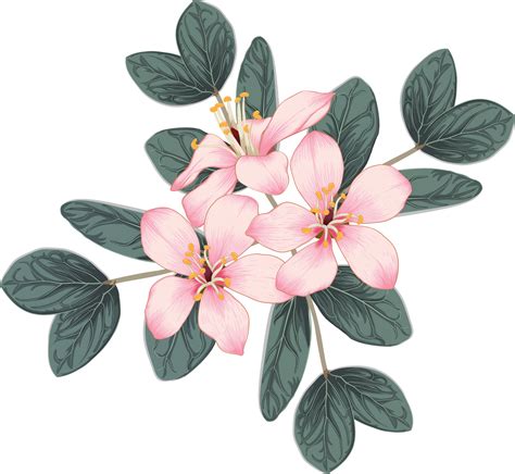 Flower Drawing Images Png | Best Flower Site