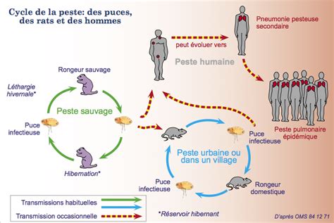 La Peste Physiologie Et Histoire At Emaze Presentation