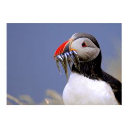 Puffin eating fish postcard | Icemart