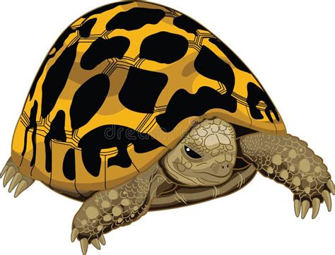 Typical Tortoise Stock Vector Illustration Of Wild Typical 71022879