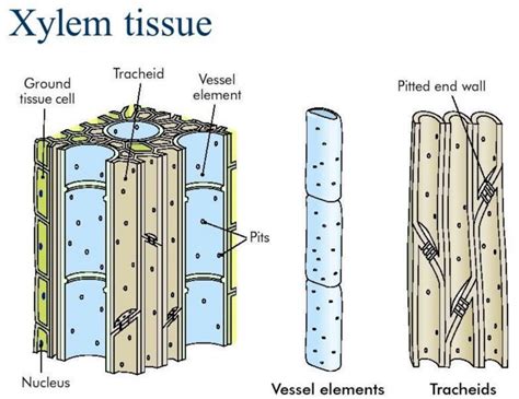 Labelled Diagram Of Xylem Vessels