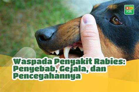 Waspada Penyakit Rabies Penyebab Gejala Dan Pencegahannya