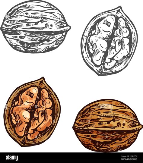 Walnut Fruit Sketch Of Whole Nut And Kernel Opened Nutshell Of Walnut