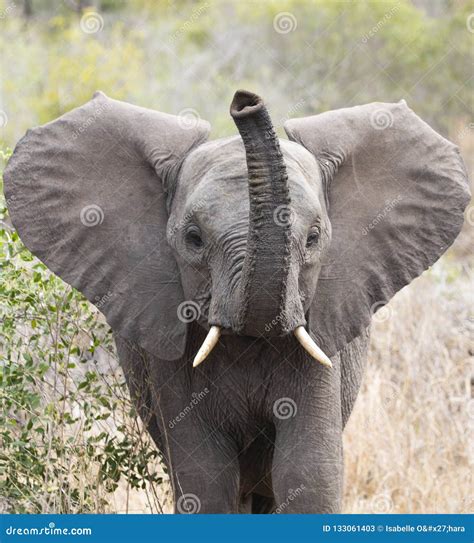 Young Elephant Calf Bathing In A River Water, Taking A Water In Trunk ...