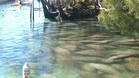 Florida Manatees – Three Sisters Springs Florida – snippetsbybridget