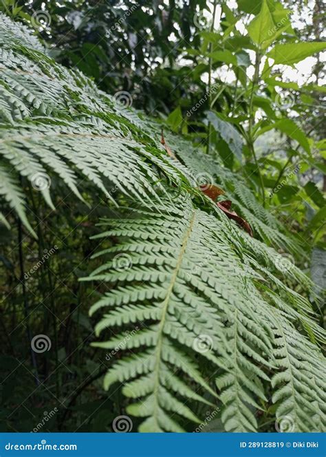 Subtropical plants stock image. Image of spruce, tropics - 289128819