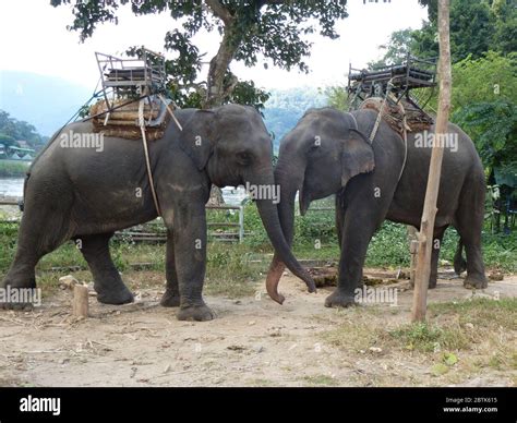 Beautiful Elephants Are Showing Affection For Each Other Stock Photo