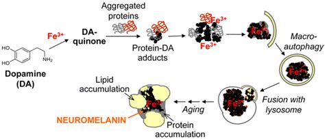 Neuromelanin Of The Human Substantia Nigra An Update Springerlink