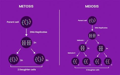 Premium Vector | Differences between mitosis and meiosis. mitosis vs meiosis. medical ...