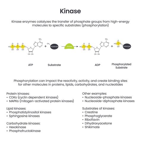 Premium Vector | Kinase phosphorylation scientific educational vector ... 