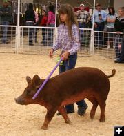 4 H And FFA Swine Show Pinedale Wyoming