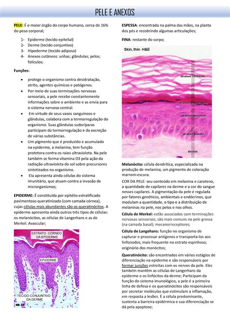 Pele e anexos histologia basica junqueira PELE o maior Ûrgo