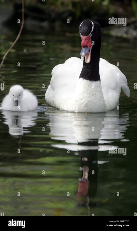 The arrival of three black necked swan cygnets at Washington Wildfowl ...