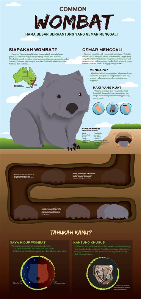 common wombat infographic behance