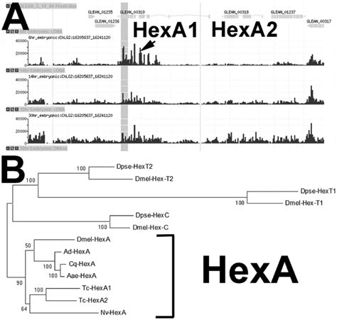 Hexokinase Hex Locus Structure In Tribolium And Hex Gene Evolution In