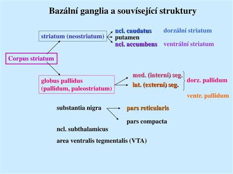 Ppt Corpus Striatum Powerpoint Presentation Free Download Id 3587214