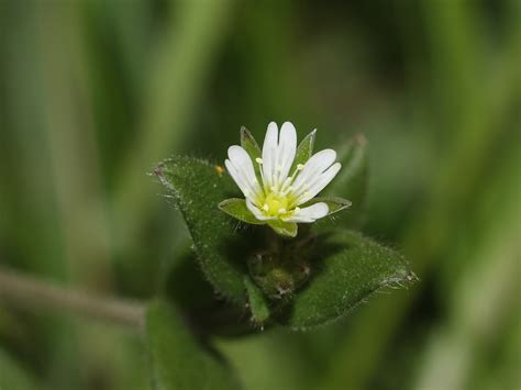 Mouseear Chickweed College Of Agriculture Forestry And Life Sciences