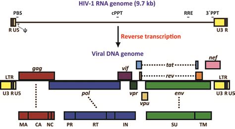 Gene Regulatable Lentiviral Vector System IntechOpen