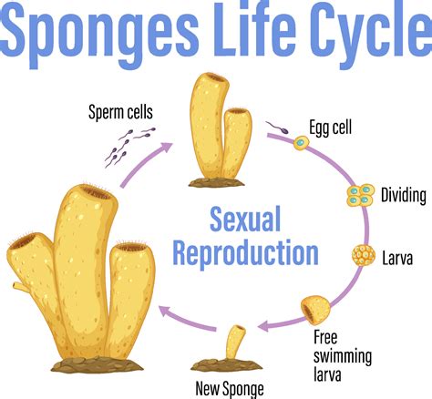 Sponge Diagram