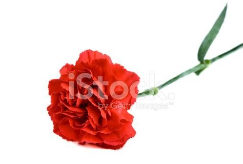 Foto De Stock Sola Flor De Clavel Rojo Sobre Fondo Blanco Libre De