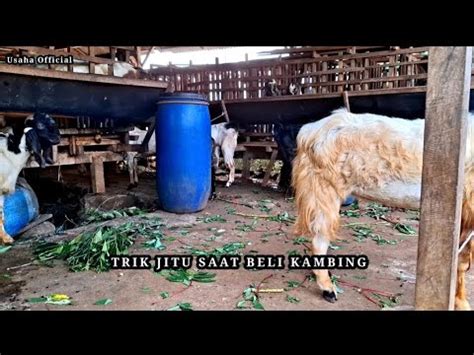 Waktu Yang Tepat Untuk Beli Kambing Jantan Dan Betina Kambing