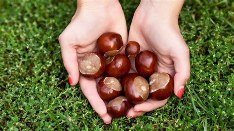 World Conker Champions 2018 Crowned In Northamptonshire BBC News