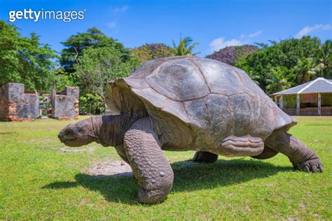 Wildlife Aldabra Giant Tortoise Aldabrachelys Gigantea On The Turtle