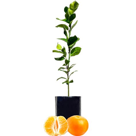 Citrus Fruit Salad Trees
